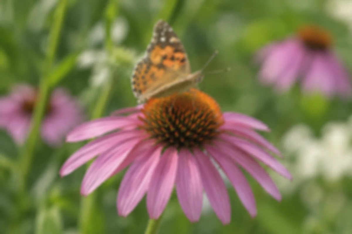 An orange butterfly resting on a purple coneflower, before editing